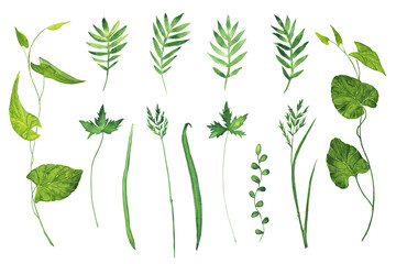 Watercolor of green grass isolated on white background. Hand drawing illustration for design. Big collection.