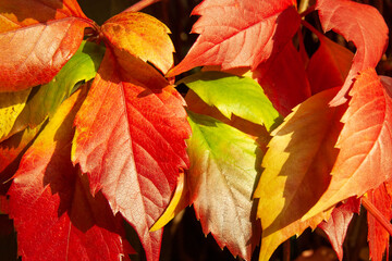 Autumn. The leaves of the grapes are burgundy in colour. Autumn's change in the colour of grape leaves.