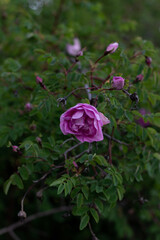 pink rose in the garden