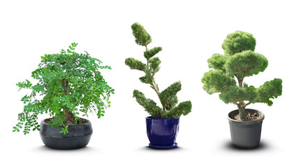 Set with different beautiful bonsai trees on white background