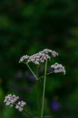 flowers in the garden