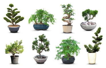 Set with different beautiful bonsai trees on white background