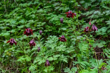 Beautiful mountain flowers of Kazakhstan.