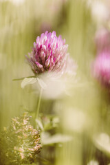 Lila Klee, Hochformat