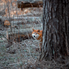 Happy dog walking in the forest