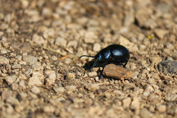 Beautiful black beetle on the sand
