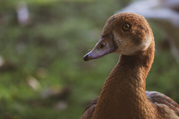 Cute portrait of a duck