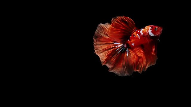 Colorful Siamese fighting fish Betta splendens, also known as Thai Fighting Fish or betta, is a species in the gourami family which is popular as an aquarium fish on white background