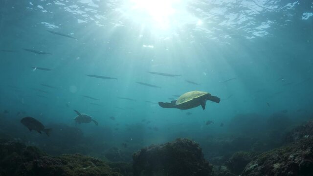 A unique underwater view following a sea turtle as it glides through the blue tropical ocean water towards another turtle and schools of fish