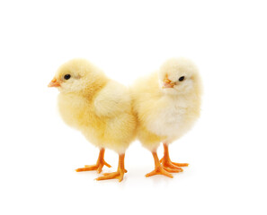 Two yellow small chickens.