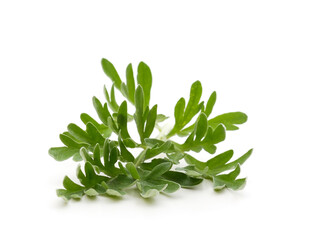 Beautiful green wormwood.