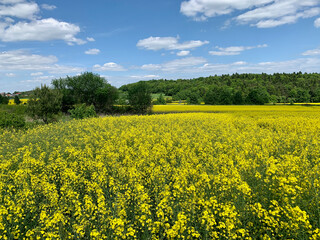 Picturesque rapeseed fields on a sunny day