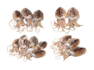 Raw cuttlefish on white background