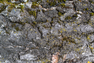 Birch bark for backdrop. Green moss and lichen. Cracks, irregularities. Natural background concept.