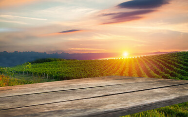 Ripe grapes on vines in Tuscany, Italy. Picturesque winery, vineyard. Sunset warm light. Eco. Sustainable