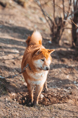 Happy dog walking in the forest