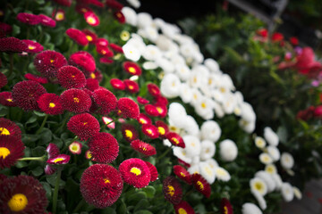 flores rojas y blancas 