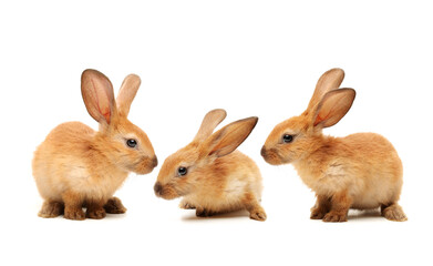 three  rabbits on white background