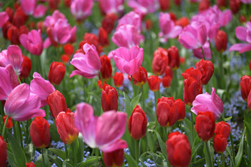 Many colorful tulips in a large flower bed