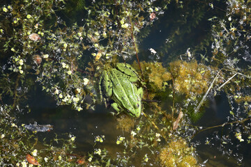 Little green frog among seaweed and duckweed
