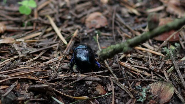 A black dung beetle runs away from an annoying person who touches him with a stick.