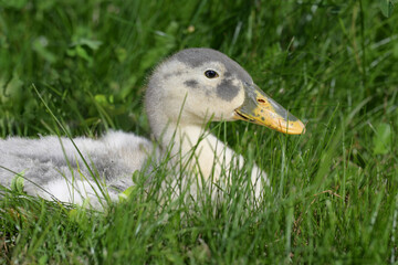 Small spotted duckling among the field grass
