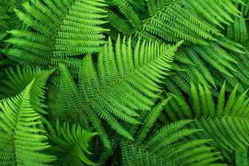 Fototapeta na wymiar Background photography of fern