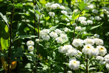 Chamomile in the flowerbed. Small white flowers among green grass. Summer day