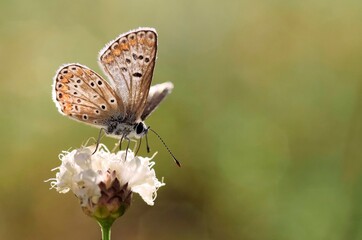 Fototapeta na wymiar Brown argus butterfly in summer close-up