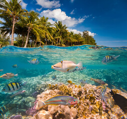 Underwater Scene With Reef And Tropical Fish
