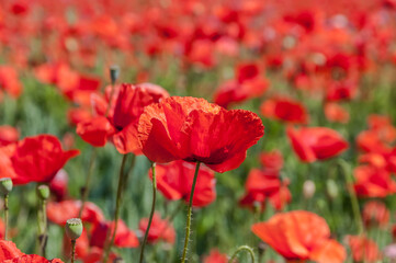 ein leuchtendes Mohnblumenfeld