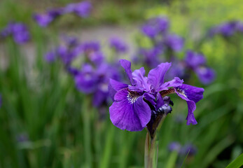 Violet irises in the park