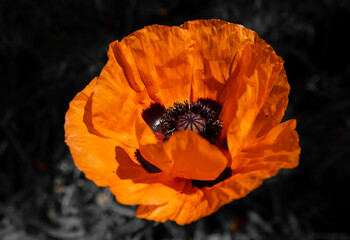 Orange poppy