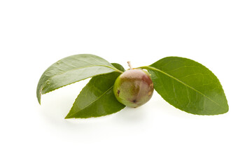 Camellia seed and leaves isolated on white background