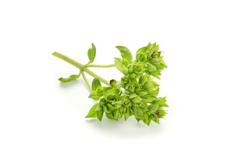 Fresh green oregano leaves isolated on white background. Origanum vulgare
