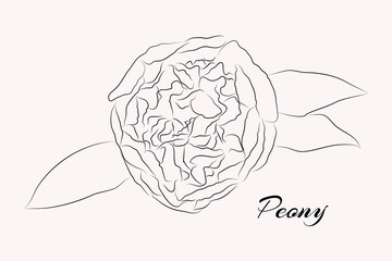 Elegant Peony flower. Line art technic. Card template. Vector