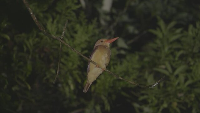 A yellow bird on a branch at night