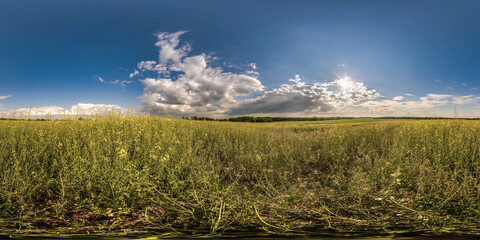 full seamless spherical hdri panorama 360 degrees view on among rapeseed canola colza fields in summer evening with blue sky in equirectangular projection, ready for VR AR virtual reality content