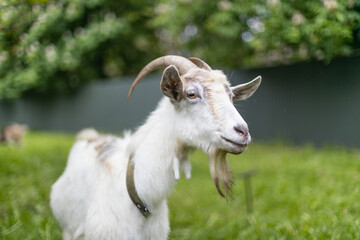 Close up portrait of white adult goat grass on green summer meadow field in countryside