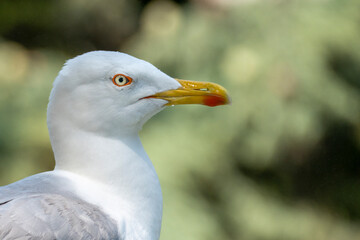 Gabbiani