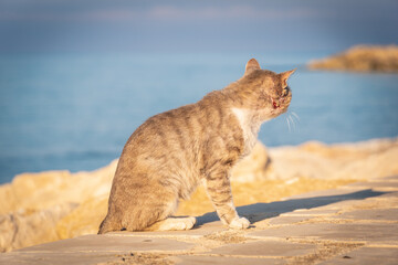 Portrait of a Beautiful Cat over Donnalucata Pier, Scicli, Ragusa, Sicily, Italy, Europe