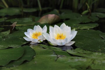 white water lilies