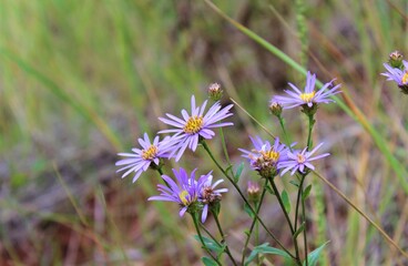 cosmos flower in the field