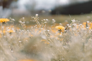Spring green field with yellow dandelions on a sunny day. Romantic landscape panorama, copy space.