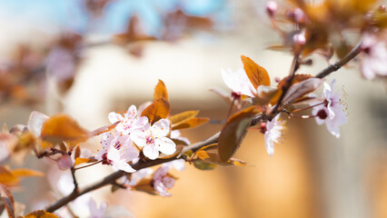Closeup of blooming cherry tree in spring on pastel bokeh background. Beautiful border banner. Abstract blurred background.