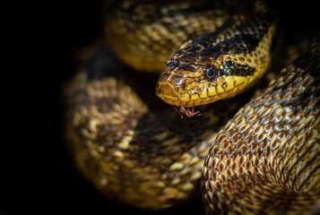 Big and small. Ant and snake friendship. Blotched snake closeup.