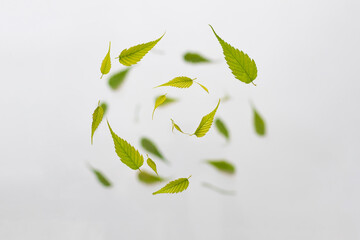Exploded view of beautiful random circle flying fresh green leaves isolated on white background with copy space