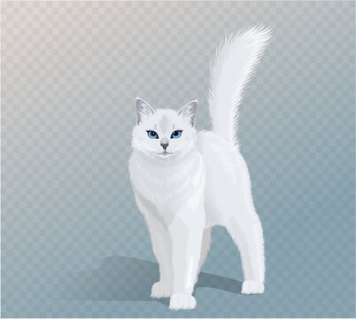 Vector white cat with blue eyes and fluffy tail. Cat standing and looking in camera. Front view illustration