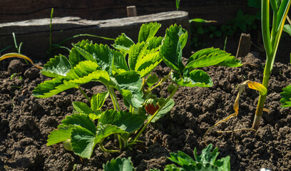 strawberries