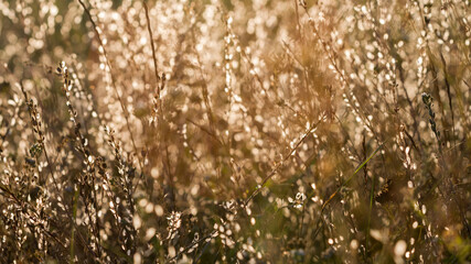Rural grass scene.